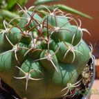 Collecion de MayteDenia