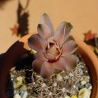 Collecion de MayteDenia