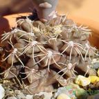 Collecion de MayteDenia
