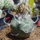 Collecion de MayteDenia