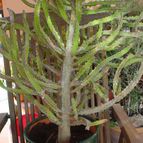Collecion de MayteDenia