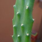 Collecion de MayteDenia