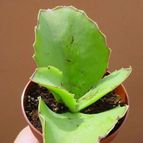 Collecion de MayteDenia