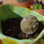 Collecion de MayteDenia