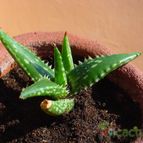 Collecion de MayteDenia