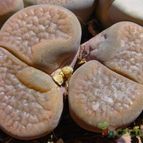 Collecion de MayteDenia