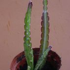 Collecion de MayteDenia