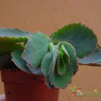 Collecion de MayteDenia