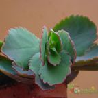 Collecion de MayteDenia