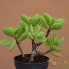 Collecion de MayteDenia