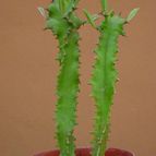 Collecion de MayteDenia