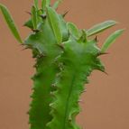 Collecion de MayteDenia