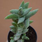 Collecion de MayteDenia
