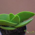 Collecion de MayteDenia