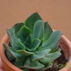 Collecion de MayteDenia