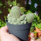 Collecion de MayteDenia