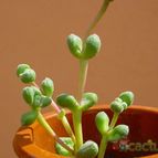 Collecion de MayteDenia