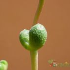Collecion de MayteDenia