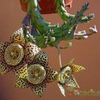 Orbea variegata