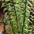 Collecion de MayteDenia