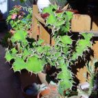Collecion de MayteDenia
