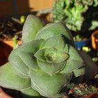 Collecion de MayteDenia