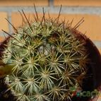 Collecion de MayteDenia