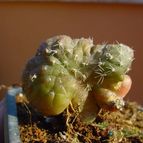 Collecion de MayteDenia
