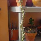 Collecion de MayteDenia