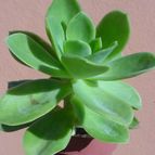 Collecion de MayteDenia