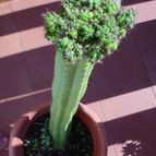 Collecion de MayteDenia