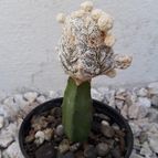 Astrophytum myriostigma cv. HUBOKI