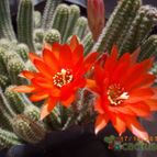 Collecion de MedulaEspinal