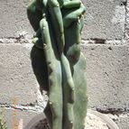 Myrtillocactus geometrizans fma. crestada