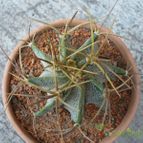 Collecion de Mendoza