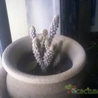 Collecion de Meriquita