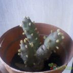 Collecion de Meriquita