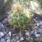 Collecion de Meriquita