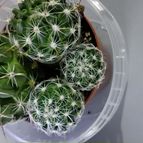 Collecion de Mest