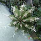 Collecion de Mezcalin-