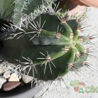 Collecion de Mezcalin-