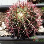 Collecion de Mezcalin-