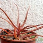 Aloe seretii  