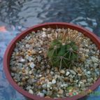 Echinopsis atacamensis ssp. pasacana