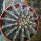 Collecion de Mlopezllanos