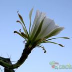 Collecion de MontseReus