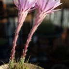 Collecion de MontseReus