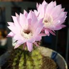 Collecion de MontseReus