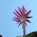 Collecion de MontseReus