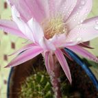 Collecion de MontseReus
